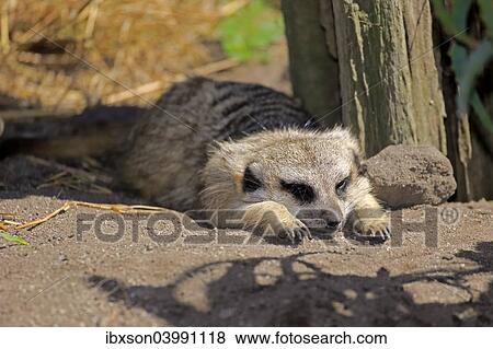 "Meerkat (Suricata suricatta), adult resting, Little Karoo, Western Cape, South Africa, Africa" View Large Photo Image Stock Photo - "Meerkat (Suricata suricatta), adult resting, Little Karoo, Western Cape, South Africa, Africa". Fotosearch