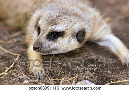 Stock Photograph - "Meerkat (Suricata suricatta) adult, portrait, Little Karoo, Western Cape, South Africa, Africa". Fotosearch