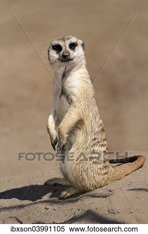 "Meerkat (Suricata suricatta), adult alert, standing upright, Little Karoo, Western Cape, South Africa, Africa" View Large Photo Image Stock Photography - "Meerkat (Suricata suricatta), adult alert, standing upright, Little Karoo, Western Cape, South Africa, Africa". Fotosearch