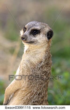 "Meerkat (Suricata suricatta), adult, standing upright, alert, portrait, Little Karoo, Western Cape, South Africa, Africa" View Large Photo Image Stock Photography - "Meerkat (Suricata suricatta), adult, standing upright, alert, portrait, Little Karoo, Western Cape, South Africa, Africa". Fotosearch