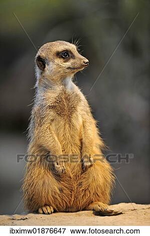 "Meerkat (Suricata suricatta), alert position" View Large Photo Image Stock Photo - "Meerkat (Suricata suricatta), alert position". Fotosearch