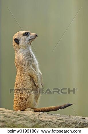 "Meerkat (Suricata suricatta), alert" View Large Photo Image Stock Photo - "Meerkat (Suricata suricatta), alert". Fotosearch