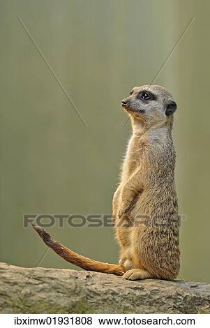 "Meerkat (Suricata suricatta), alert" View Large Photo Image Stock Photo - "Meerkat (Suricata suricatta), alert". Fotosearch