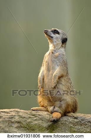 "Meerkat (Suricata suricatta), alert" View Large Photo Image Stock Photograph - "Meerkat (Suricata suricatta), alert". Fotosearch