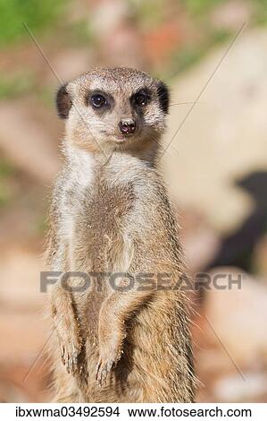 "Meerkat (Suricata suricatta), captive, Germany, Europe" View Large Photo Image Picture - "Meerkat (Suricata suricatta), captive, Germany, Europe". Fotosearch