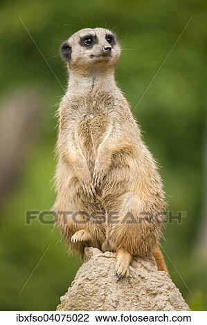 "Meerkat (Suricata suricatta), captive, Saxony, Germany, Europe" View Large Photo Image Stock Image - "Meerkat (Suricata suricatta), captive, Saxony, Germany, Europe". Fotosearch