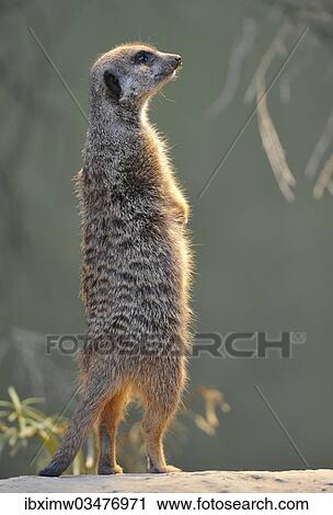 "Meerkat (Suricata suricatta), captive, native to Africa, Stuttgart, Baden-Wurttemberg, Germany, Europe" View Large Photo Image Stock Image - "Meerkat (Suricata suricatta), captive, native to Africa, Stuttgart, Baden-Wurttemberg, Germany, Europe". Fotosearch