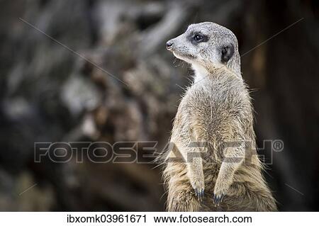 Stock Image - "Meerkat (Suricata suricatta), captive". Fotosearch