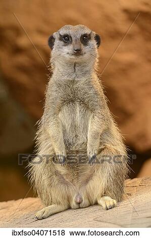 "Meerkat (Suricata suricatta), captive, Saxony-Anhalt, Germany, Europe" View Large Photo Image Stock Photo - "Meerkat (Suricata suricatta), captive, Saxony-Anhalt, Germany, Europe". Fotosearch