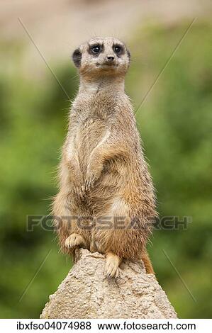 "Meerkat (Suricata suricatta), captive, Saxony, Germany, Europe" View Large Photo Image Stock Photo - "Meerkat (Suricata suricatta), captive, Saxony, Germany, Europe". Fotosearch