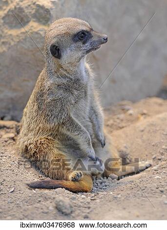 Stock Photo - "Meerkat (Suricata suricatta), captive, native to Africa, Stuttgart, Baden-Wurttemberg, Germany, Europe". Fotosearch