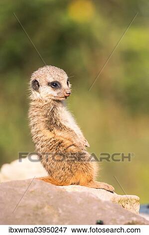 "Meerkat (Suricata suricatta), captive, North Hesse, Hesse, Germany, Europe" View Large Photo Image Stock Photo - "Meerkat (Suricata suricatta), captive, North Hesse, Hesse, Germany, Europe". Fotosearch