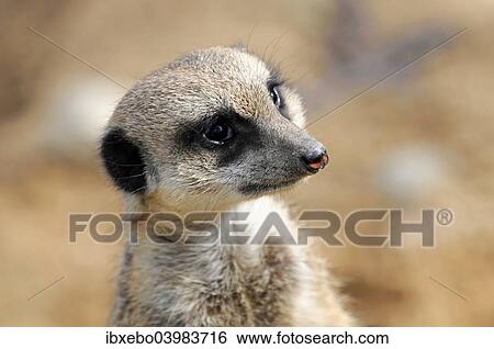 "Meerkat (Suricata suricatta), captive, Germany, Europe" View Large Photo Image Stock Photograph - "Meerkat (Suricata suricatta), captive, Germany, Europe". Fotosearch