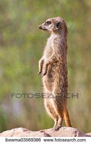 "Meerkat (Suricata suricatta), captive, Germany, Europe" View Large Photo Image Stock Photograph - "Meerkat (Suricata suricatta), captive, Germany, Europe". Fotosearch