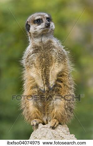 Stock Photography - "Meerkat (Suricata suricatta), captive, Saxony, Germany, Europe". Fotosearch