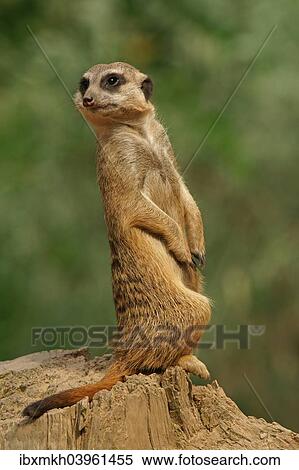 Stock Photography - "Meerkat (Suricata suricatta), captive". Fotosearch