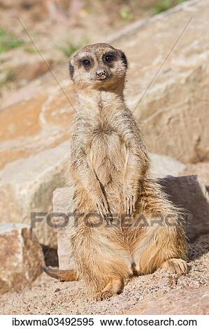 "Meerkat (Suricata suricatta), captive, Germany, Europe" View Large Photo Image Stock Photography - "Meerkat (Suricata suricatta), captive, Germany, Europe". Fotosearch