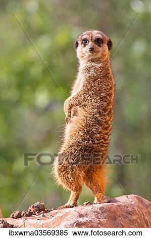 "Meerkat (Suricata suricatta), captive, Germany, Europe" View Large Photo Image Stock Photography - "Meerkat (Suricata suricatta), captive, Germany, Europe". Fotosearch