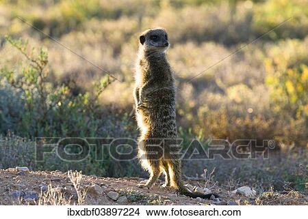 "Meerkat (Suricata suricatta) in the morning light, Karoo semi-desert, Little Karoo, Western Cape, South Africa, Africa" View Large Photo Image Picture - "Meerkat (Suricata suricatta) in the morning light, Karoo semi-desert, Little Karoo, Western Cape, South Africa, Africa". Fotosearch