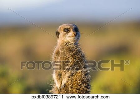 "Meerkat (Suricata suricatta) in the morning light, Karoo semi-desert, Little Karoo, Western Cape, South Africa, Africa" View Large Photo Image Stock Image - "Meerkat (Suricata suricatta) in the morning light, Karoo semi-desert, Little Karoo, Western Cape, South Africa, Africa". Fotosearch
