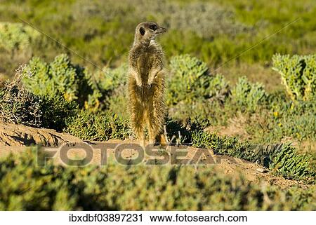 "Meerkat (Suricata suricatta) in the morning light, Karoo semi-desert, Little Karoo, Western Cape, South Africa, Africa" View Large Photo Image Stock Image - "Meerkat (Suricata suricatta) in the morning light, Karoo semi-desert, Little Karoo, Western Cape, South Africa, Africa". Fotosearch