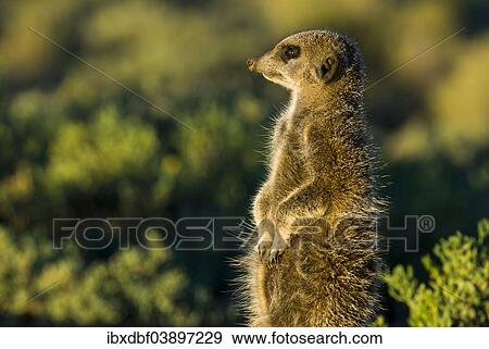 "Meerkat (Suricata suricatta) in the morning light, Karoo semi-desert, Little Karoo, Western Cape, South Africa, Africa" View Large Photo Image Stock Photo - "Meerkat (Suricata suricatta) in the morning light, Karoo semi-desert, Little Karoo, Western Cape, South Africa, Africa". Fotosearch
