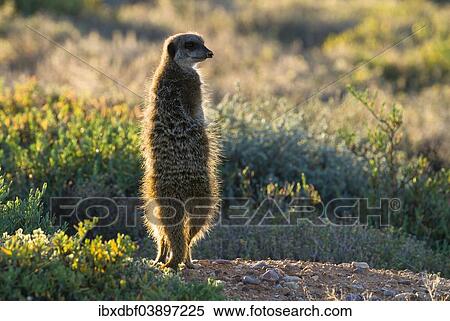 "Meerkat (Suricata suricatta) in the morning light, Karoo semi-desert, Little Karoo, Western Cape, South Africa, Africa" View Large Photo Image Stock Photography - "Meerkat (Suricata suricatta) in the morning light, Karoo semi-desert, Little Karoo, Western Cape, South Africa, Africa". Fotosearch