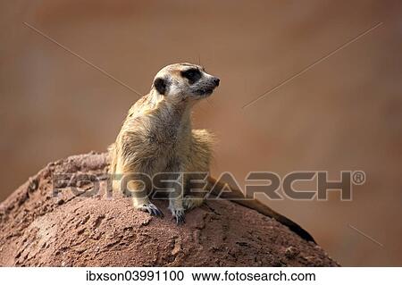"Meerkat (Suricata suricatta), juvenile on rock, alert, Little Karoo, Western Cape, South Africa, Africa" View Large Photo Image Stock Image - "Meerkat (Suricata suricatta), juvenile on rock, alert, Little Karoo, Western Cape, South Africa, Africa". Fotosearch