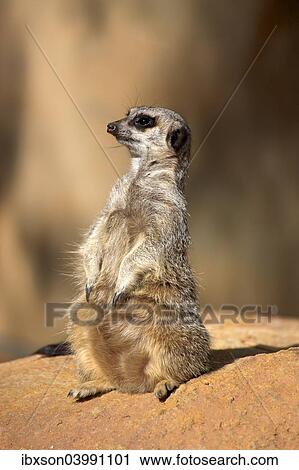 "Meerkat (Suricata suricatta), juvenile on rock, alert, Little Karoo, Western Cape, South Africa, Africa" View Large Photo Image Stock Image - "Meerkat (Suricata suricatta), juvenile on rock, alert, Little Karoo, Western Cape, South Africa, Africa". Fotosearch