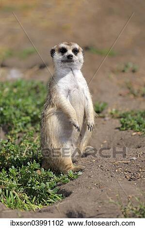 "Meerkat (Suricata suricatta), juvenile on rock, alert, Little Karoo, Western Cape, South Africa, Africa" View Large Photo Image Stock Image - "Meerkat (Suricata suricatta), juvenile on rock, alert, Little Karoo, Western Cape, South Africa, Africa". Fotosearch