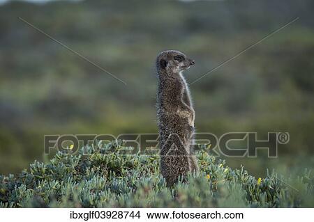 Picture - "Meerkat (Suricata suricatta), Little Karoo, Western Cape Province, South Africa, Africa". Fotosearch