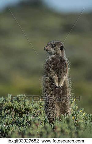 "Meerkat (Suricata suricatta), Little Karoo, Western Cape Province, South Africa, Africa" View Large Photo Image Stock Image - "Meerkat (Suricata suricatta), Little Karoo, Western Cape Province, South Africa, Africa". Fotosearch