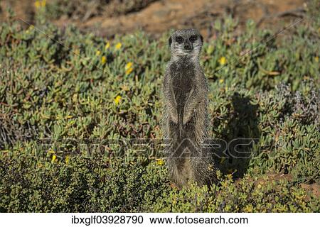 "Meerkat (Suricata suricatta), Little Karoo, Western Cape Province, South Africa, Africa" View Large Photo Image Stock Image - "Meerkat (Suricata suricatta), Little Karoo, Western Cape Province, South Africa, Africa". Fotosearch