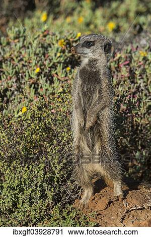 "Meerkat (Suricata suricatta), Little Karoo, Western Cape Province, South Africa, Africa" View Large Photo Image Stock Image - "Meerkat (Suricata suricatta), Little Karoo, Western Cape Province, South Africa, Africa". Fotosearch