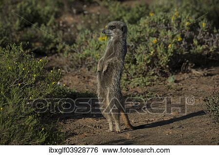 "Meerkat (Suricata suricatta), Little Karoo, Western Cape Province, South Africa, Africa" View Large Photo Image Stock Photograph - "Meerkat (Suricata suricatta), Little Karoo, Western Cape Province, South Africa, Africa". Fotosearch
