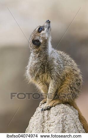 "Meerkat (Suricata suricatta) looking up, captive, Saxony, Germany, Europe" View Large Photo Image Picture - "Meerkat (Suricata suricatta) looking up, captive, Saxony, Germany, Europe". Fotosearch