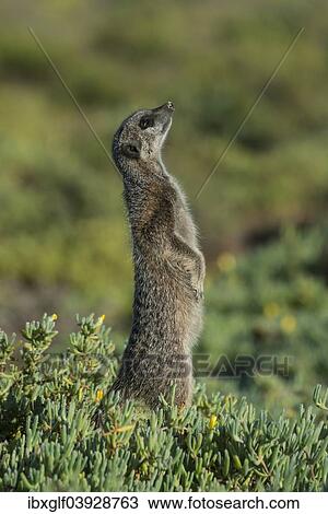 "Meerkat (Suricata suricatta) looks upward, Little Karoo, Western Cape Province, South Africa, Africa" View Large Photo Image Stock Image - "Meerkat (Suricata suricatta) looks upward, Little Karoo, Western Cape Province, South Africa, Africa". Fotosearch