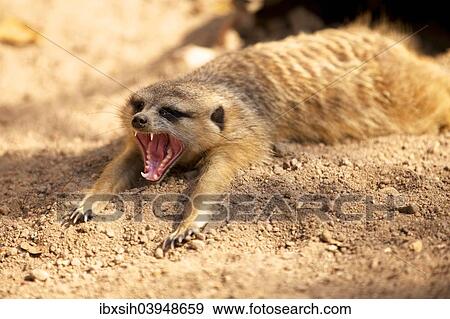"Meerkat (Suricata suricatta) lying in the sand, yawning, Kruger National Park, South Africa, Africa" View Large Photo Image Stock Photo - "Meerkat (Suricata suricatta) lying in the sand, yawning, Kruger National Park, South Africa, Africa". Fotosearch