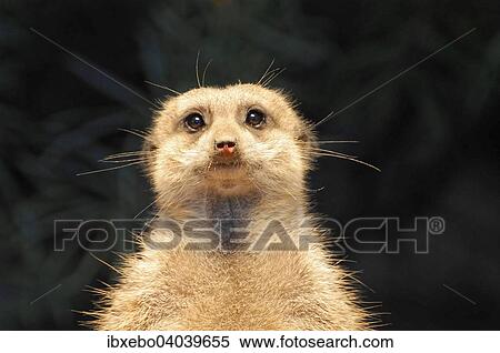 "Meerkat (Suricata suricatta), native to Africa, captive" View Large Photo Image Stock Photography - "Meerkat (Suricata suricatta), native to Africa, captive". Fotosearch