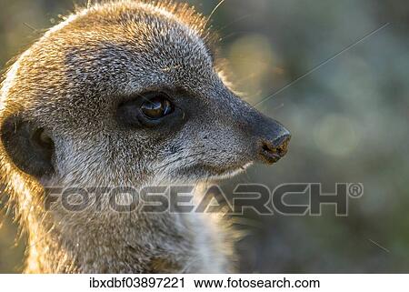 "Meerkat (Suricata suricatta), portrait in the morning light, Little Karoo, Western Cape, South Africa, Africa" View Large Photo Image Stock Image - "Meerkat (Suricata suricatta), portrait in the morning light, Little Karoo, Western Cape, South Africa, Africa". Fotosearch