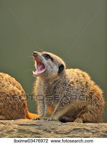 "Meerkat (Suricata suricatta), pup, Stuttgart, Baden-Wurttemberg, Germany, Europe" View Large Photo Image Stock Image - "Meerkat (Suricata suricatta), pup, Stuttgart, Baden-Wurttemberg, Germany, Europe". Fotosearch