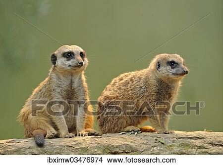 "Meerkat (Suricata suricatta) pups, Stuttgart, Baden-Wurttemberg, Germany, Europe" View Large Photo Image Picture - "Meerkat (Suricata suricatta) pups, Stuttgart, Baden-Wurttemberg, Germany, Europe". Fotosearch