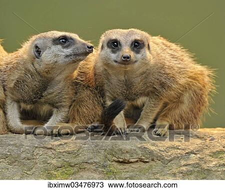 "Meerkat (Suricata suricatta) pups, Stuttgart, Baden-Wurttemberg, Germany, Europe" View Large Photo Image Stock Image - "Meerkat (Suricata suricatta) pups, Stuttgart, Baden-Wurttemberg, Germany, Europe". Fotosearch