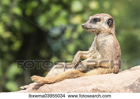 "Meerkat (Suricata suricatta) relaxing on rocks, captive" View Large Photo Image Picture - "Meerkat (Suricata suricatta) relaxing on rocks, captive". Fotosearch