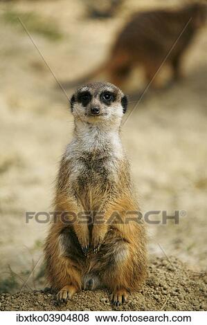 Stock Photo - "Meerkat (Suricata suricatta), sitting upright, captive". Fotosearch