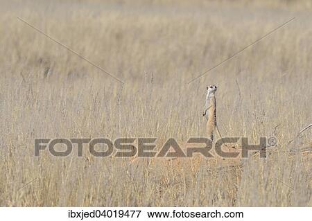 "Meerkat (Suricata suricatta), standing at the entrance of the burrow, attentive, Kgalagadi Transfrontier Park, Northern Cape, South Africa, Africa" View Large Photo Image Stock Photo - "Meerkat (Suricata suricatta), standing at the entrance of the burrow, attentive, Kgalagadi Transfrontier Park, Northern Cape, South Africa, Africa". Fotosearch