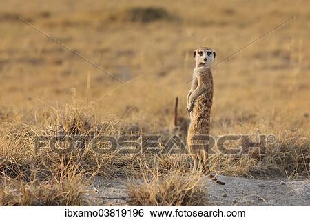"Meerkat (Suricata suricatta) standing on hindlegs, alert, Makgadikgadi Pan, Botswana, Africa" View Large Photo Image Stock Photograph - "Meerkat (Suricata suricatta) standing on hindlegs, alert, Makgadikgadi Pan, Botswana, Africa". Fotosearch