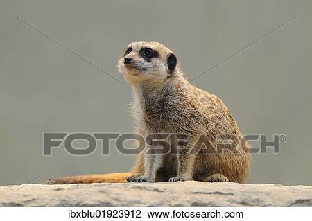 Meerkat (Suricata suricatta) View Large Photo Image Stock Image - Meerkat (Suricata suricatta). Fotosearch
