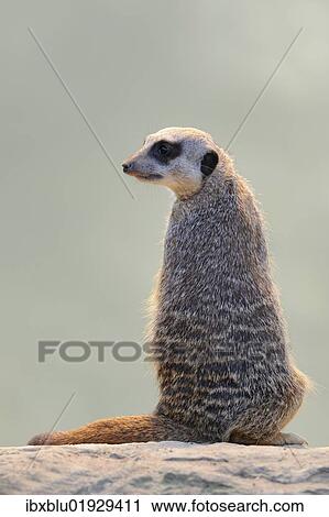 Meerkat (Suricata suricatta) View Large Photo Image Stock Image - Meerkat (Suricata suricatta). Fotosearch