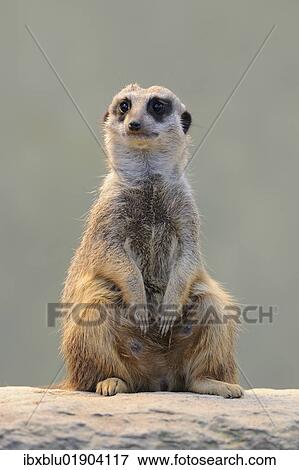Meerkat (Suricata suricatta) View Large Photo Image Stock Photo - Meerkat (Suricata suricatta). Fotosearch